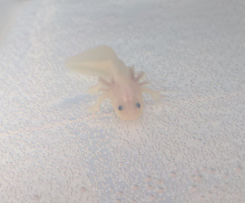 A tiny baby albino alolotl in a bare tank.