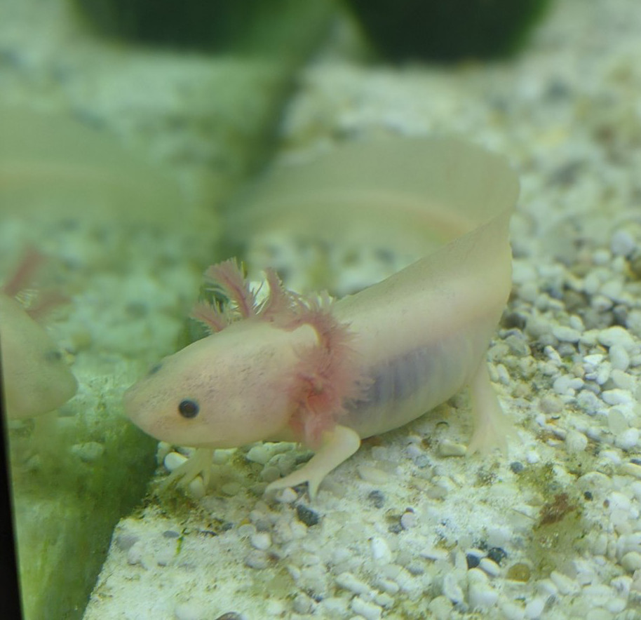 A baby albino axolotl in a prroper aquarium looking at its reflection in the glass wall.