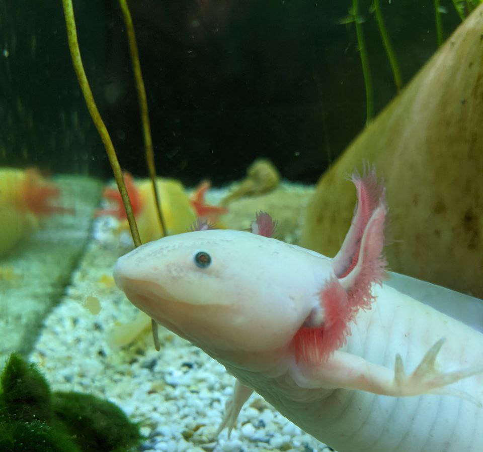 An albino axolotl's  head in profile. The axolotl is floating in an aquarium. In the background is a golden axolotl looking in a different direction.