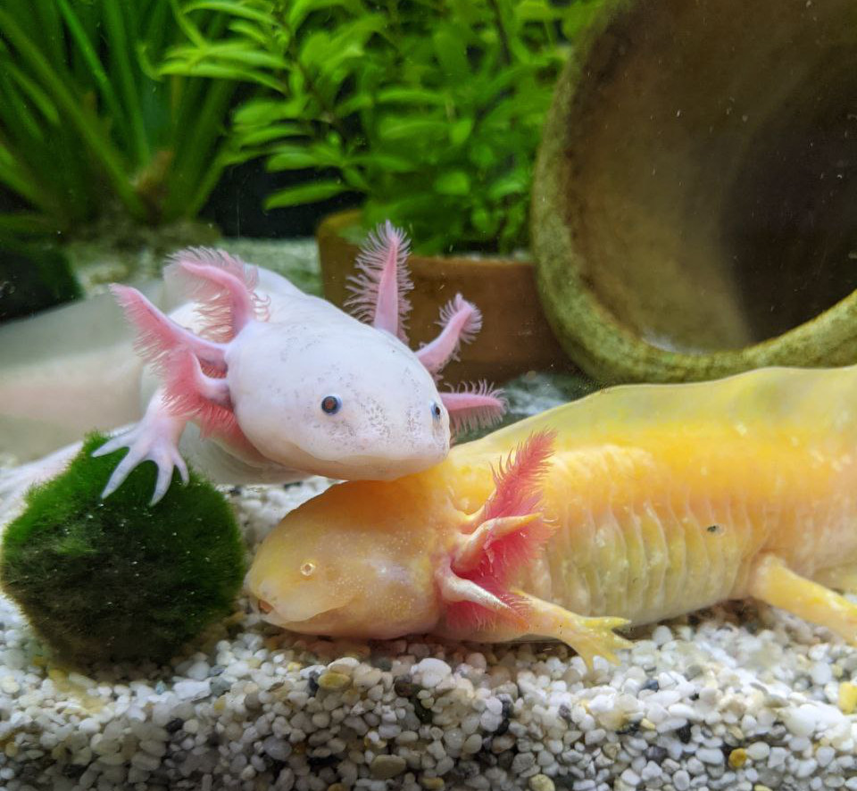 A golden axolotl and an albino axolotl sitting on the bottom of a detailed aquarium. There is a terracotta pot and some plants in the background. The albino axolotl is resting its head on top of the golden axolotl's head.