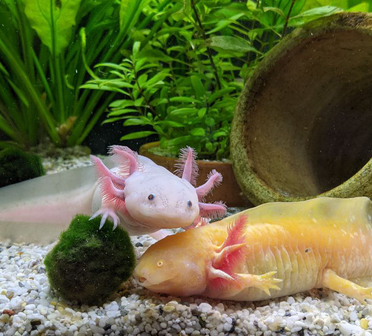 A golden axolotl and an albino axolotl sitting on the bottom of a detailed aquarium. There is a terracotta pot and some plants in the background. The albino axolotl is resting its head on top of the golden axolotl's head.