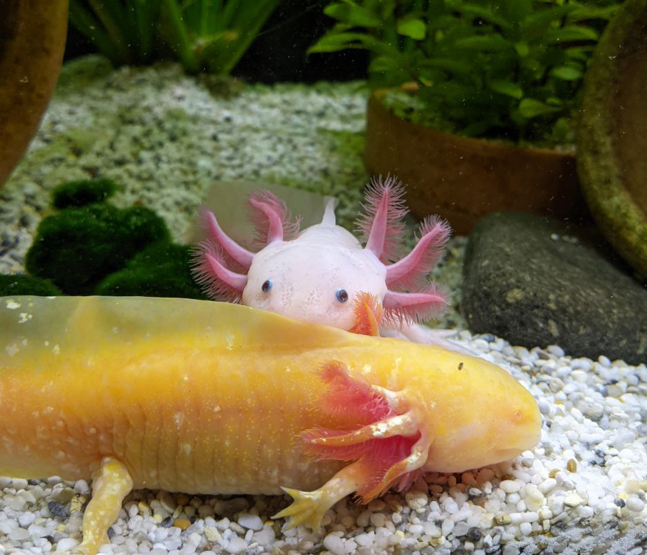 A golden axolotl laying on the floor of an aquarium. A albino axolotl is hiding behind its fin.