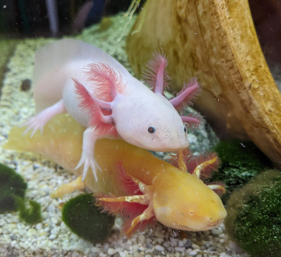 A golden axolotl and an albino axolotl stacked on top of each other in an aquarium.