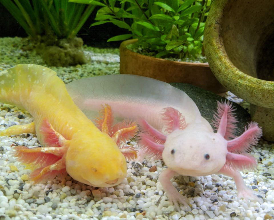 A golden axolotl and an albino axolotl laying side by side on the bottom of an aquarium. The albino axolotl lifted its head and is looking towards the camera.