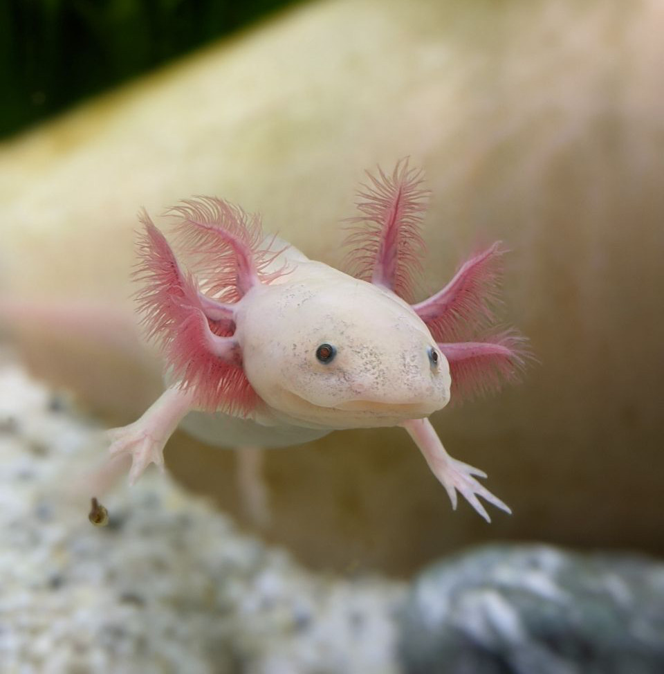 A small albino axolotl floating in an aquarium. There is a tarracotta pot in the background.