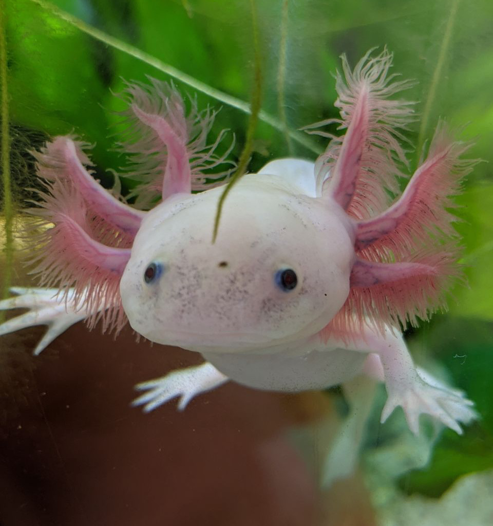 A small albino axolotl floating in an aquarium. It's surrounded by vibrant green plants.