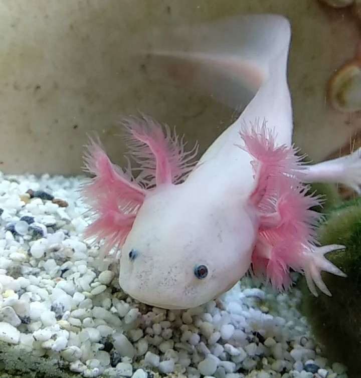 A small albino axolotl sitting on the flow of an aquarium.