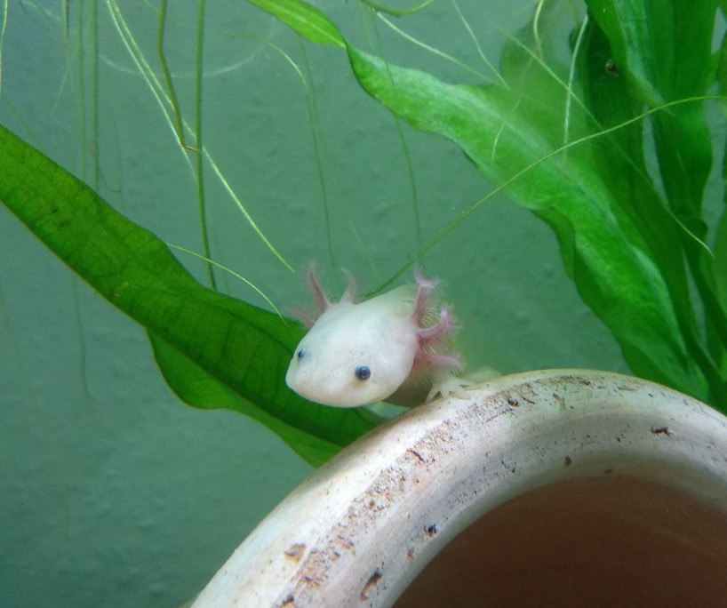 A baby albino axolotl sitting on top of a relatively big terracotta pot, peeking  curiously from behind the leaf of a plabt.