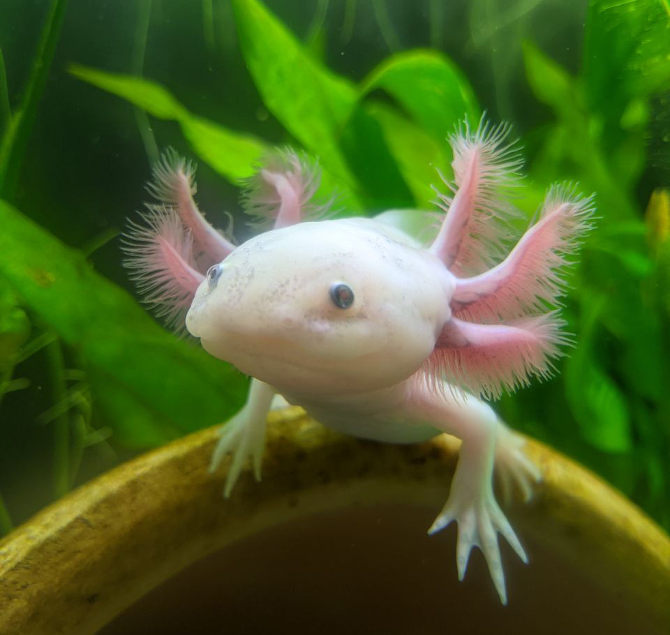 An small albino axolotl sitting on top of a terracotta pot.