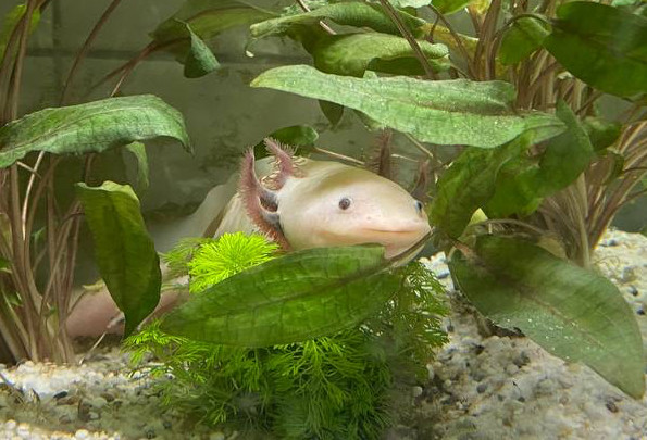 An albino axolotl looking out from some greenery in an aquarium.