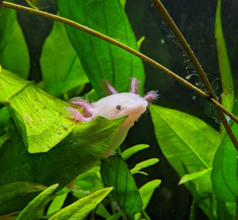 An albino axolotl peeking out behind some plants.