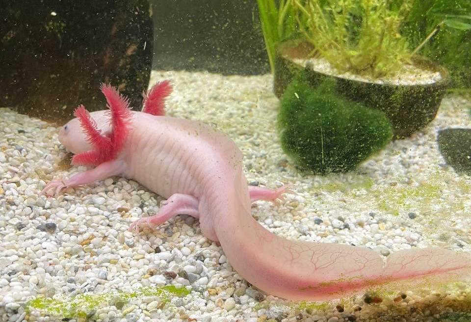 An adult albino axolotl from the back. Its large tail visible.