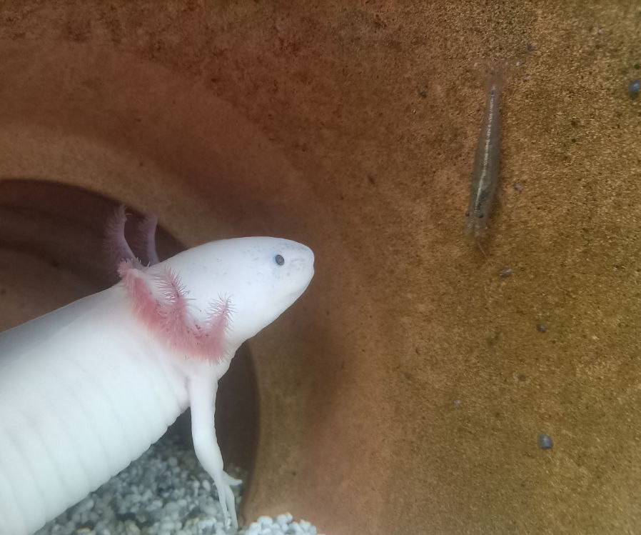 An albino axolotl sitting inside a terracotta pot looking at a shrimp that's crawling along the pots wall.